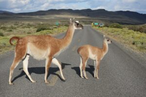 Guanaco caminando por la ruta