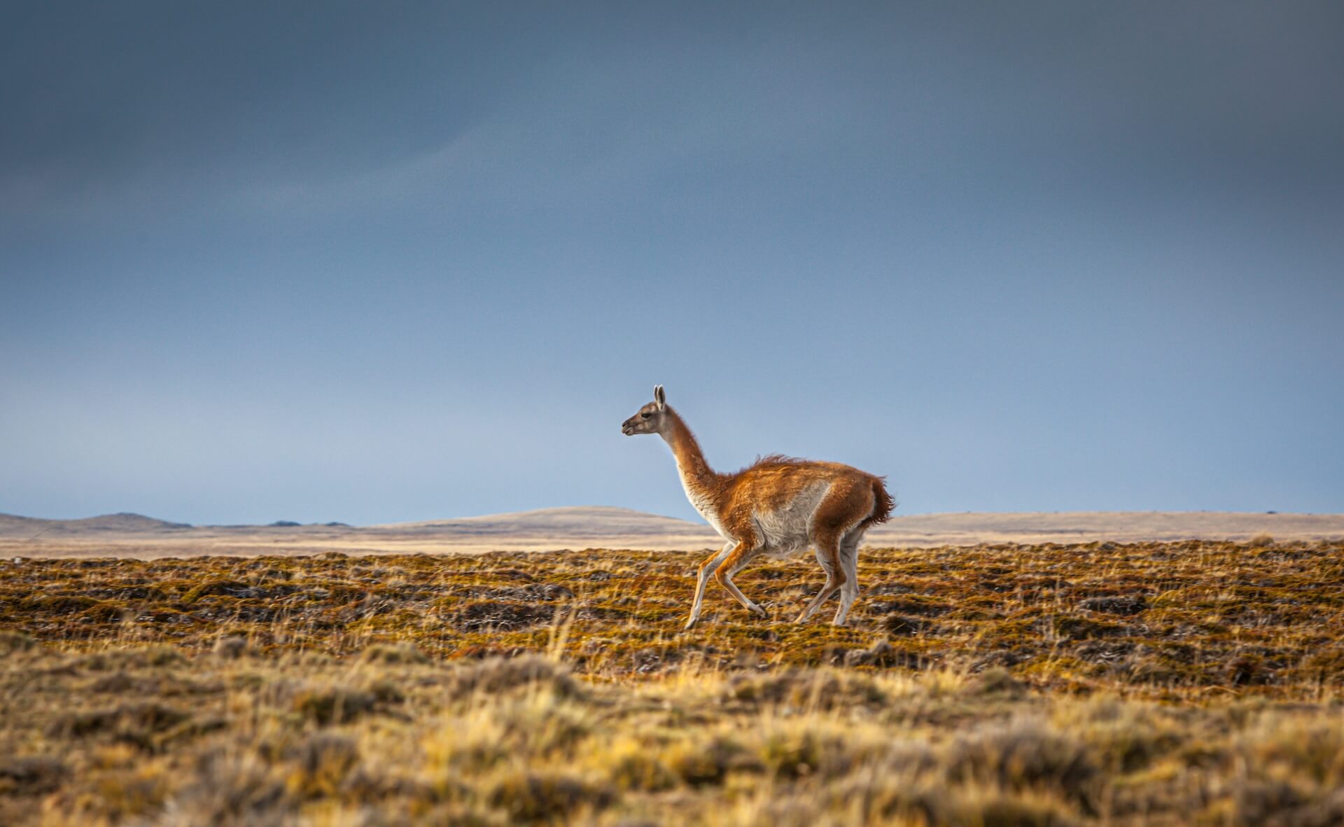 Guanaco: Characteristics, Habitat, Diet, and More | South American Camelid