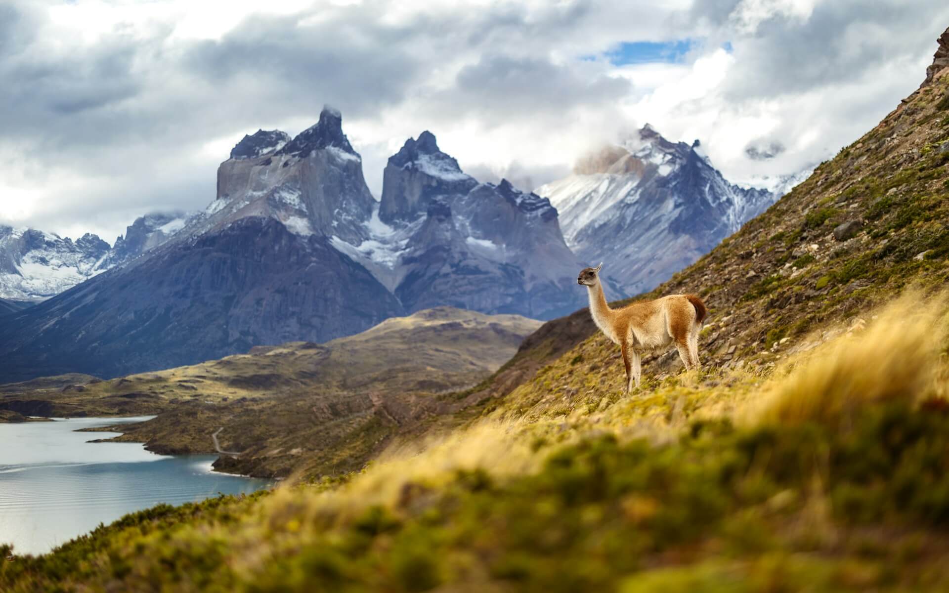 Guanaco en su habitat