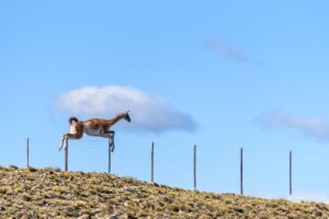 Saltando el alambrado
