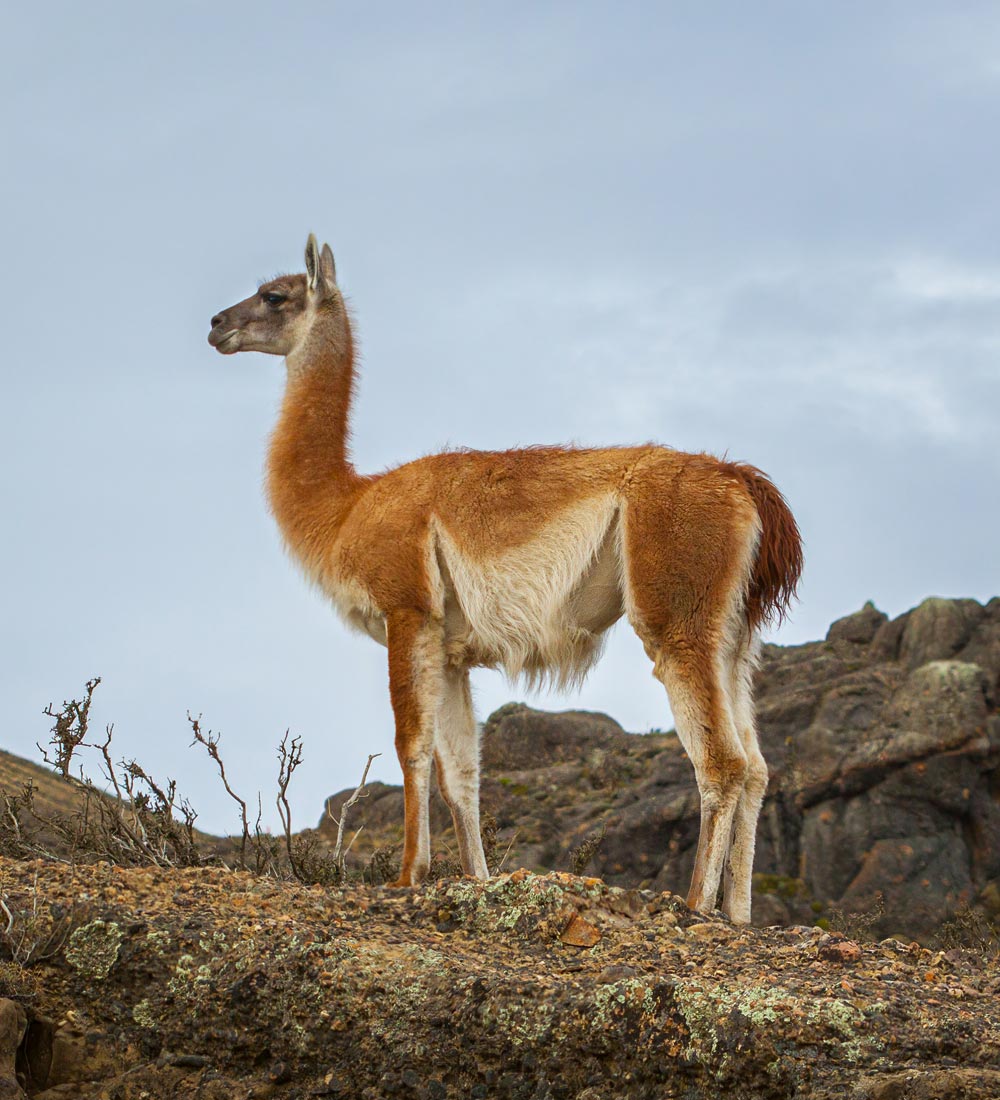 Guanaco Sudamericano