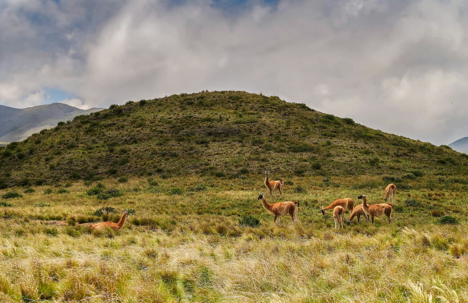 Guanacos comiendo en su habitat