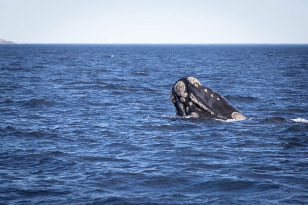 Ballena Franco Austral