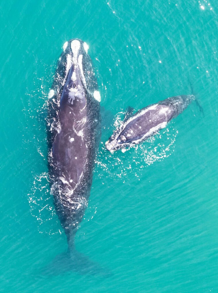 Ballena Franco Austral
