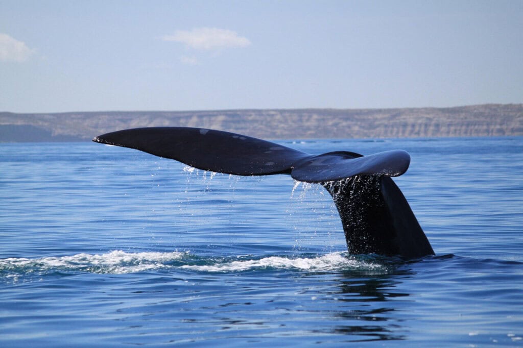 Ballena Franco Austral