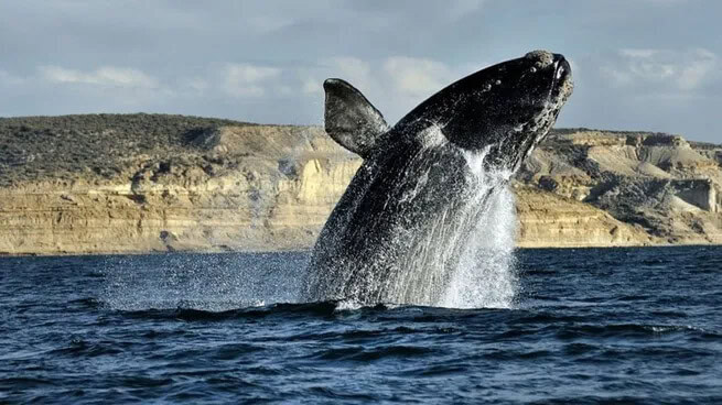 Southern Right Whale – Habitat, Diet, and Conservation