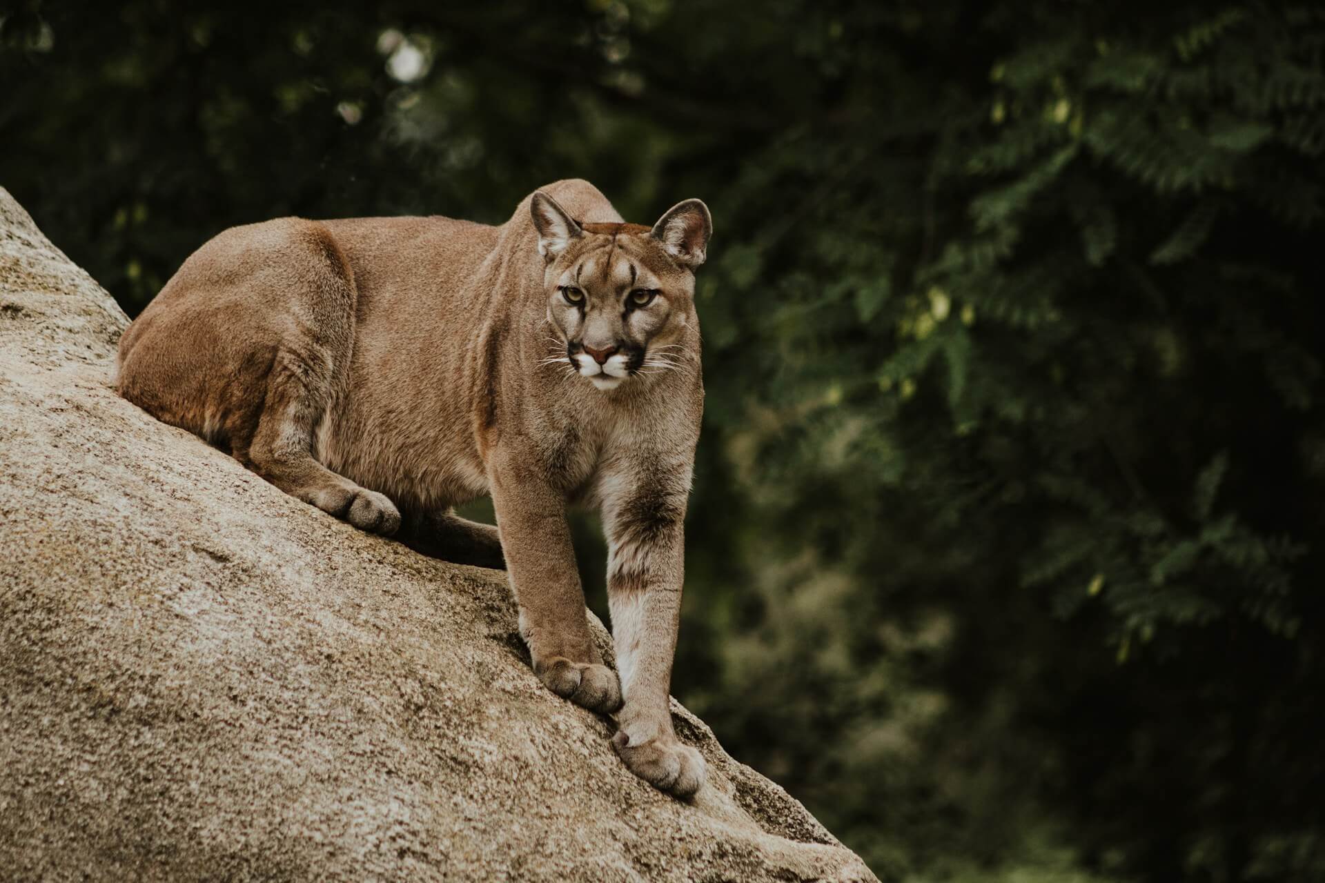Puma concolor - Outdoor Patagonia