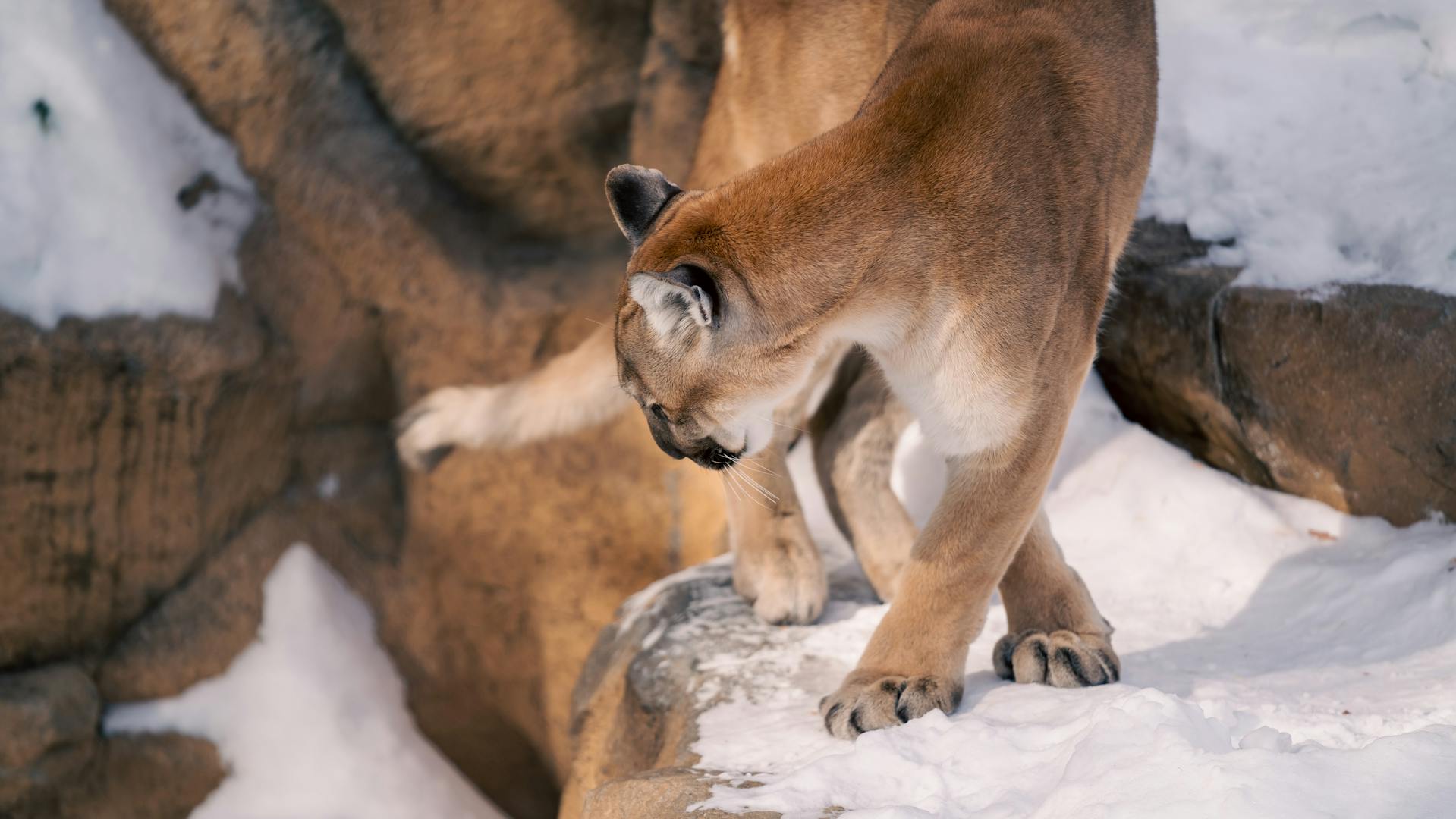 Puma concolor - Outdoor Patagonia