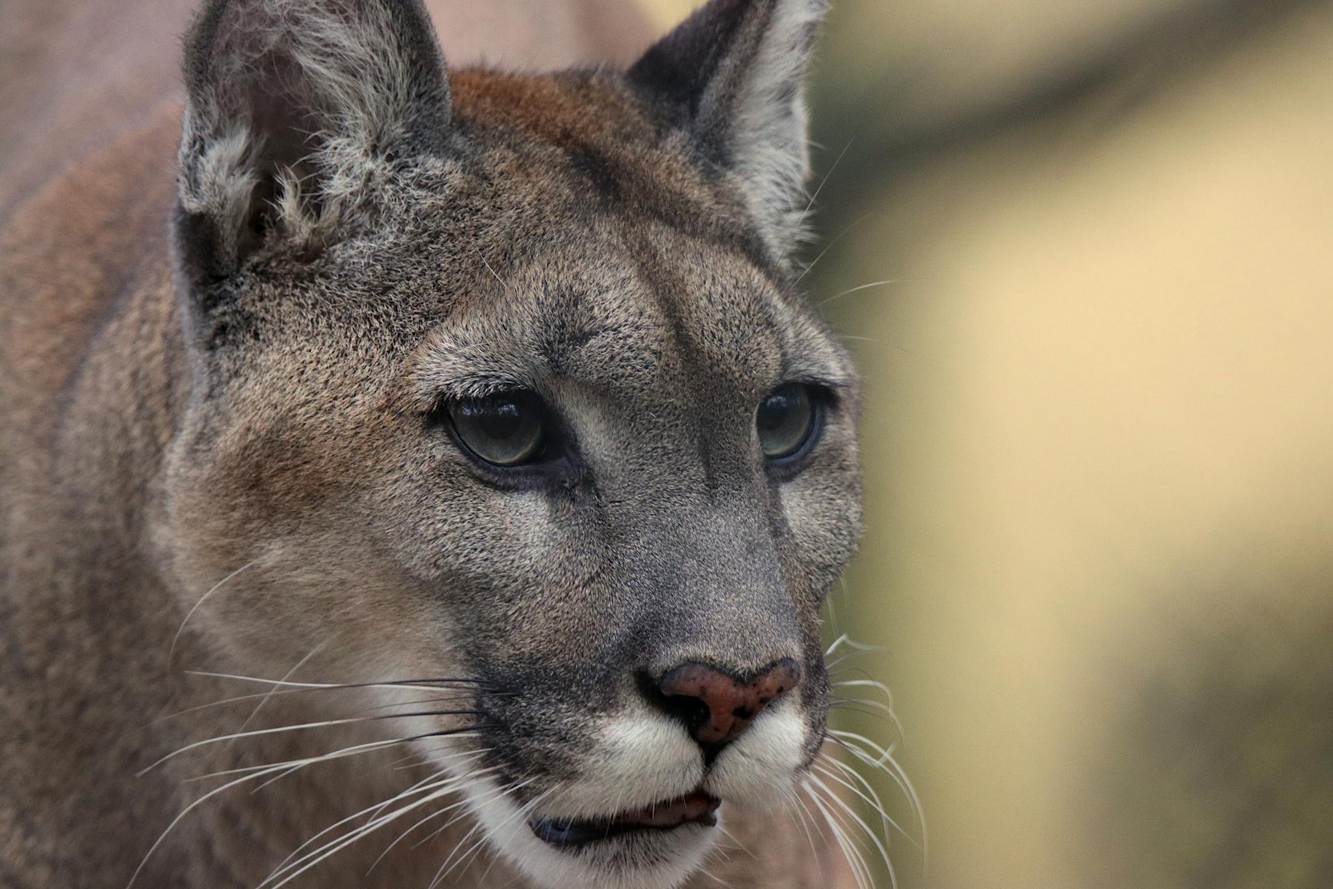 Puma concolor - Outdoor Patagonia