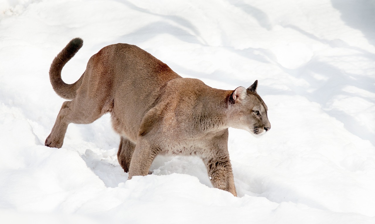 Patagonian Puma Conservation: Challenges and Efforts in Patagonia