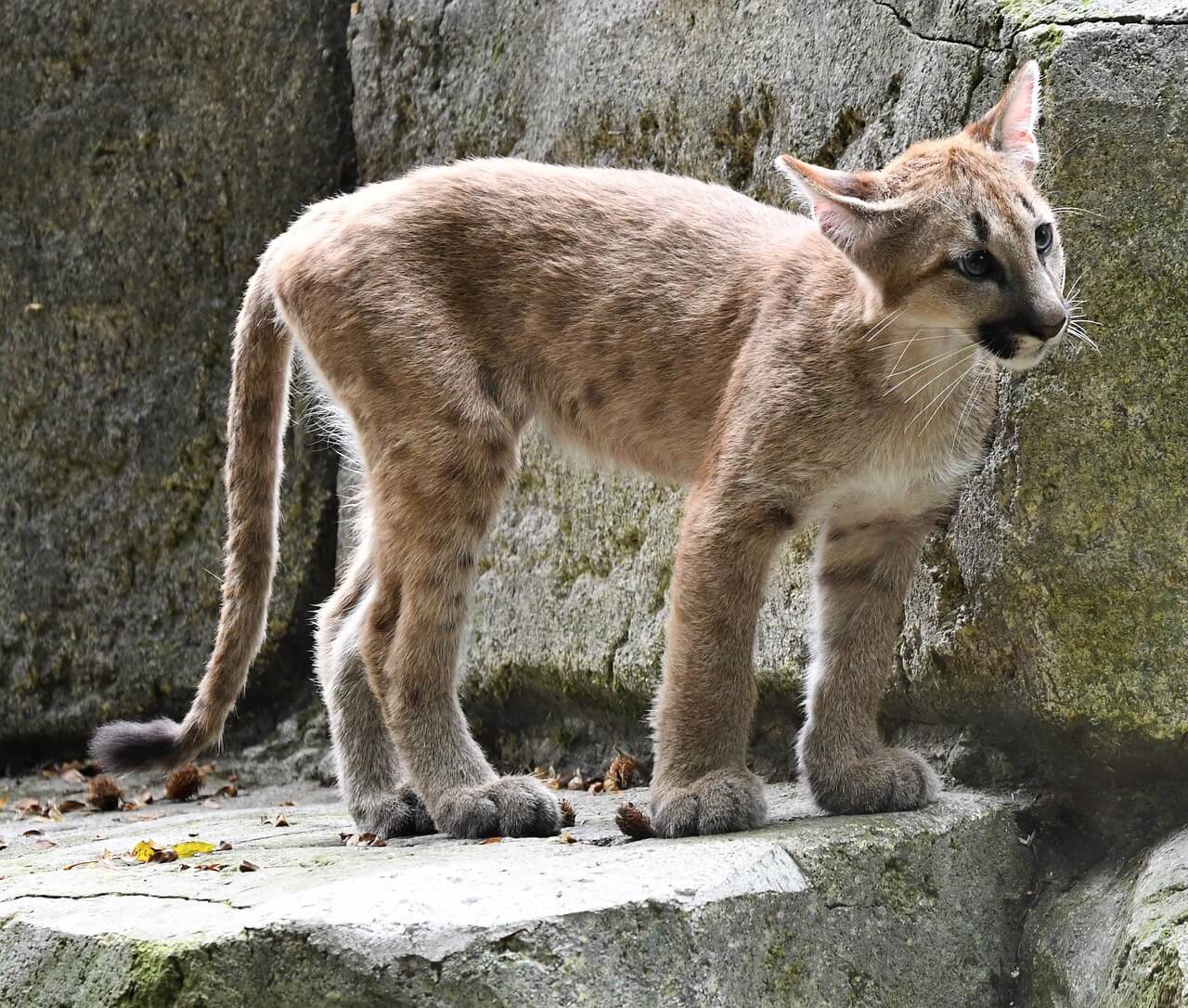 Puma concolor - Outdoor Patagonia