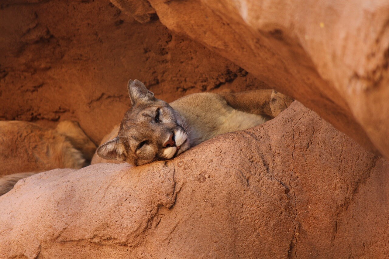 Puma concolor - Outdoor Patagonia