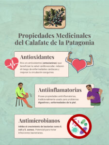 Propiedades medicinales del calafate patagonia