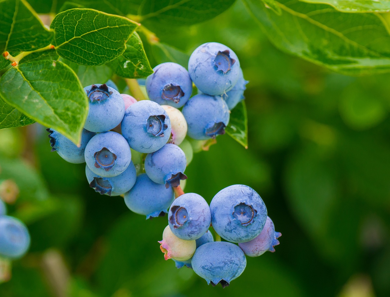 Health and Flavor Benefits of Blueberries from Patagonia