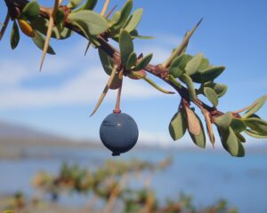 Calafate Planta