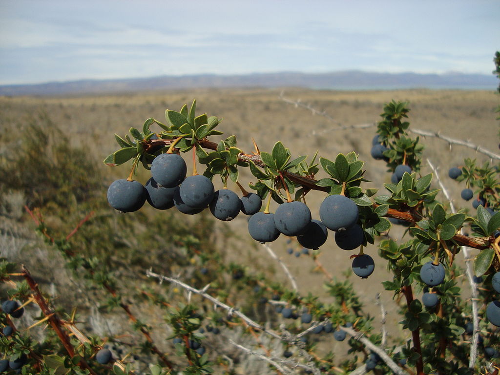 Calafate Planta