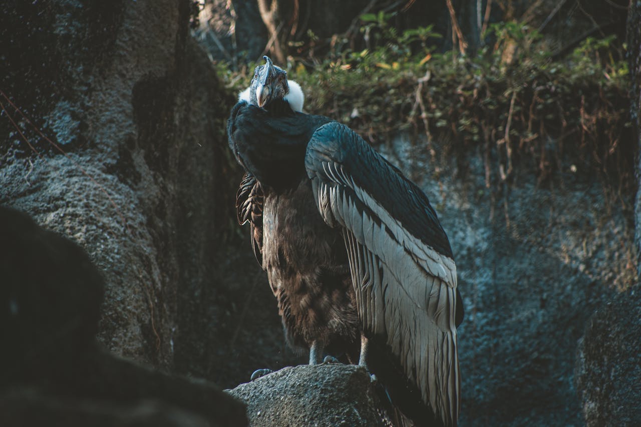 Cóndor Andino (Vultur gryphus)