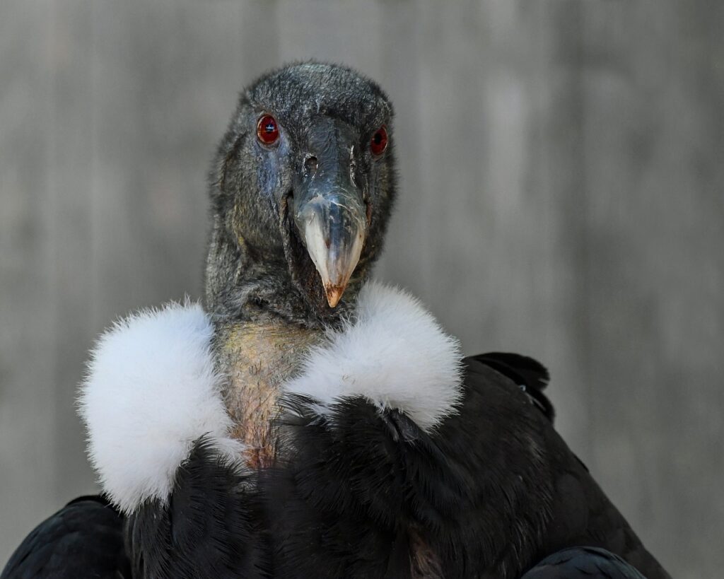 Cóndor Andino (Vultur gryphus)