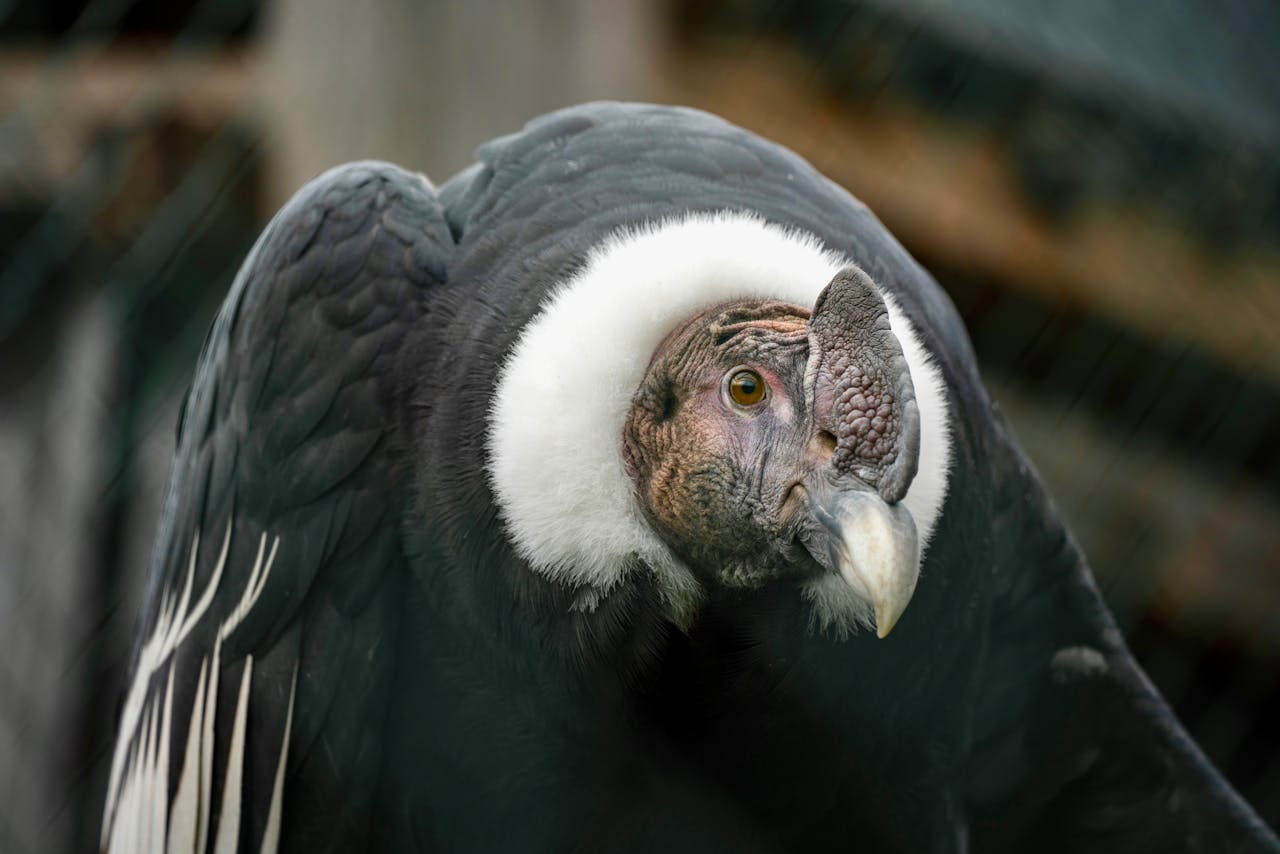 Cóndor Andino (Vultur gryphus)