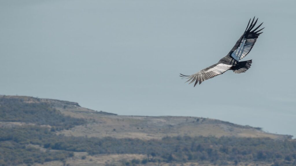 Cóndor Andino (Vultur gryphus)