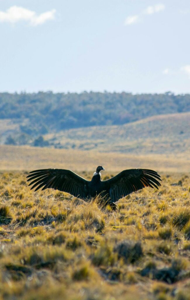Cóndor Andino (Vultur gryphus)