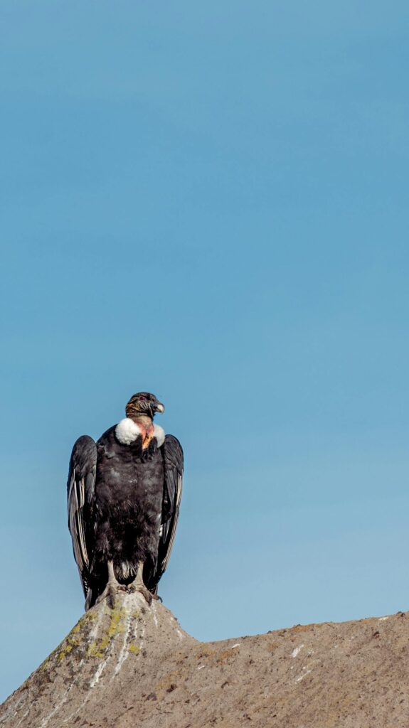 Cóndor Andino (Vultur gryphus)