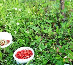 Frutilla silvestre patagónica