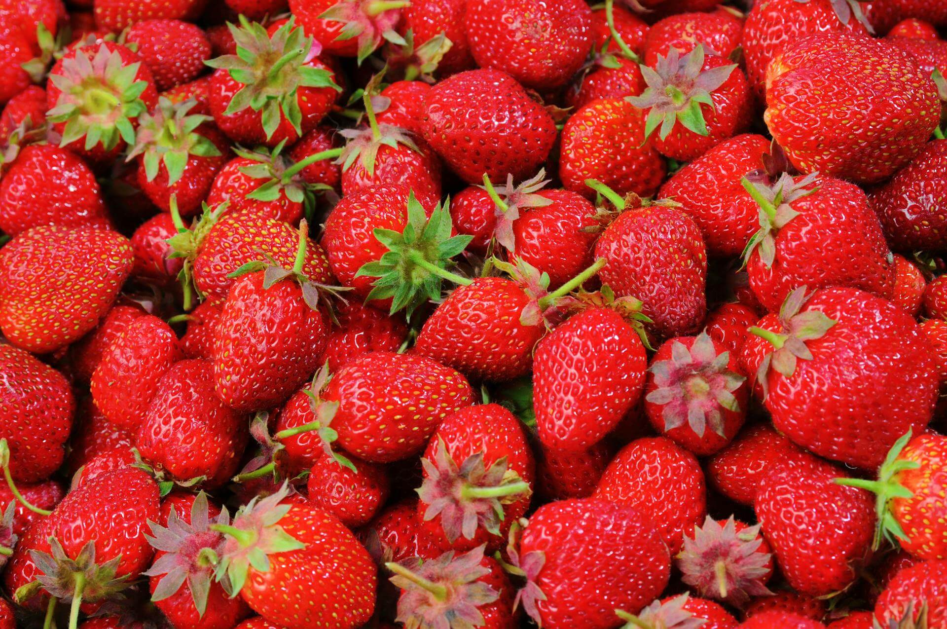 Frutilla en la Patagonia