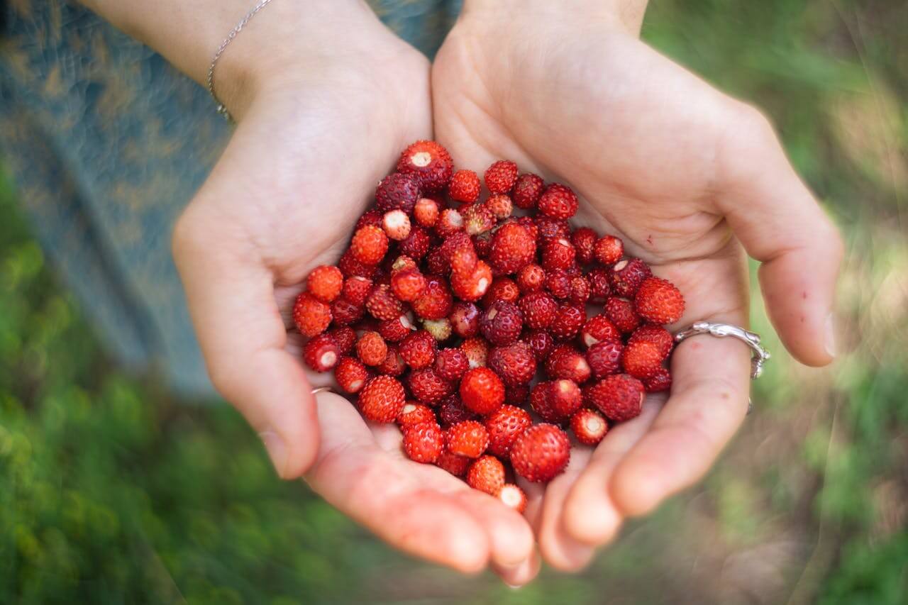 Strawberry in Patagonia: Varieties, Benefits, and Tourism