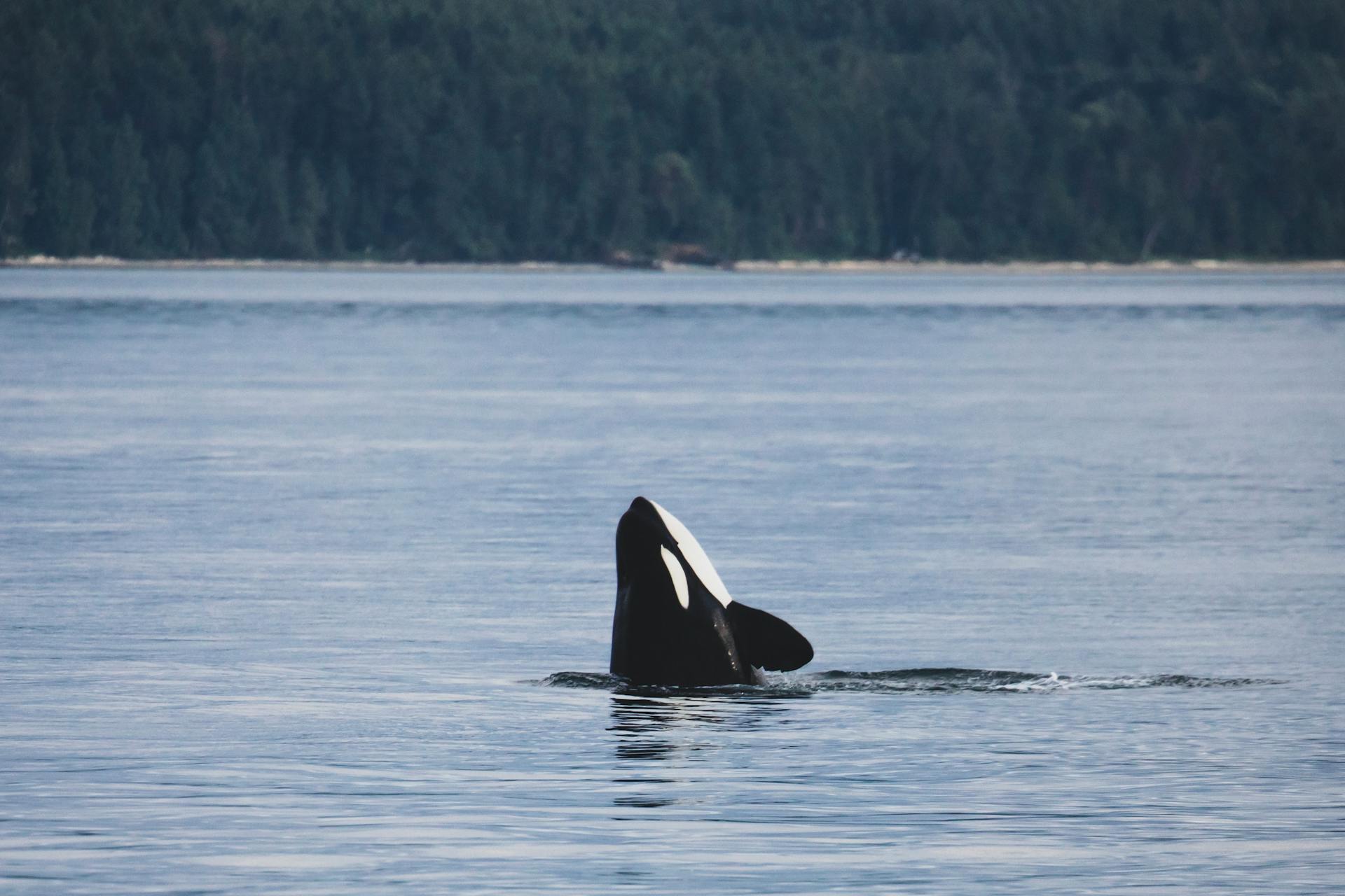 Killer Whale: The Most Fascinating Predator