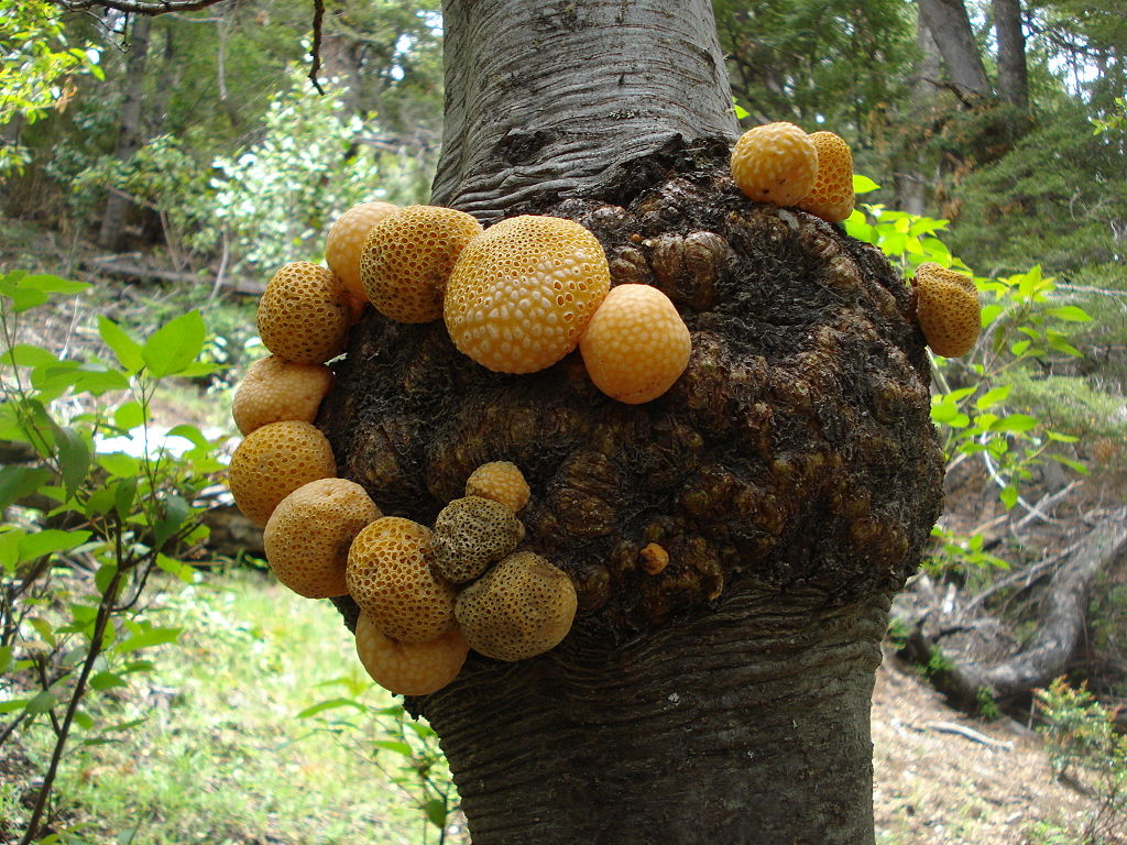 Llao Llao Patagonia: Discover the Mushroom that Connects Biodiversity