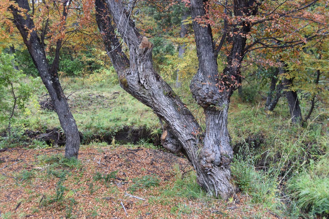 Hongo Llao Llao en el bosque