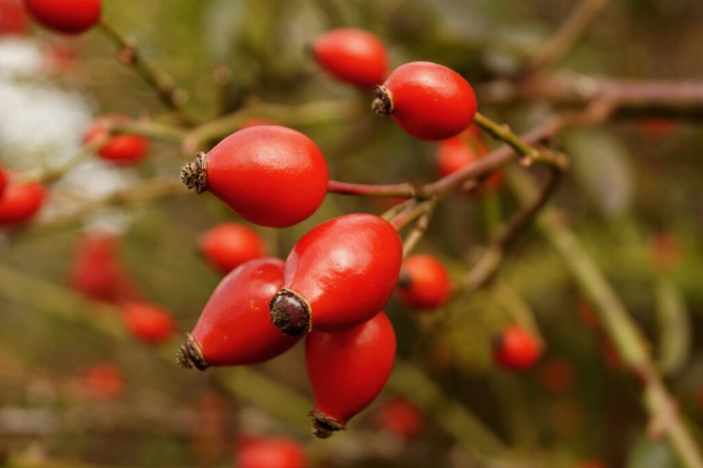 Fruto Rosa Mosqueta