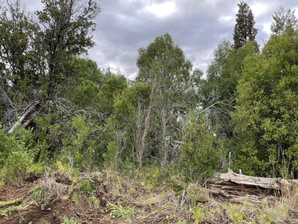 Ground Preparation for Building a Dome in Patagonia
