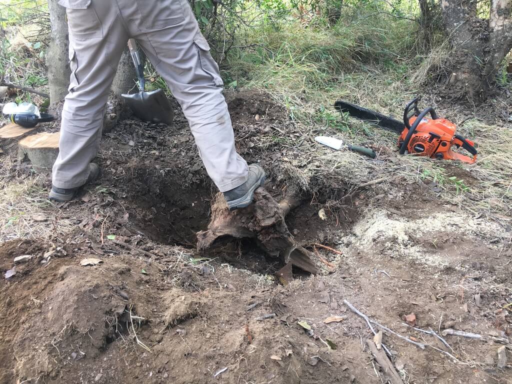 Preparacion terreno domo - tocon con motosierra