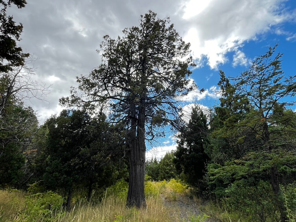 Cordilleran Cypress: Characteristics, Conservation, and Importance