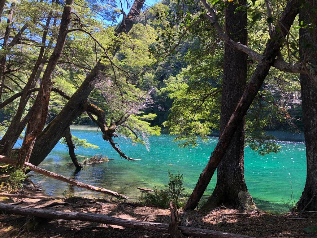 Bosque de Coihues