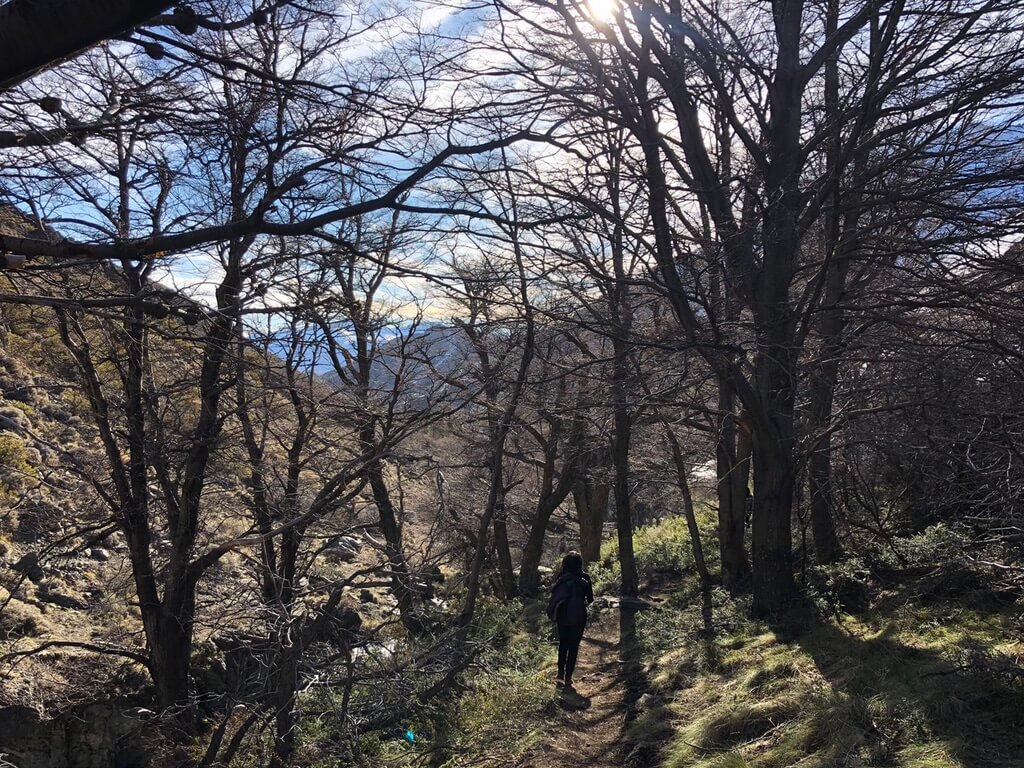Bosque calcinado