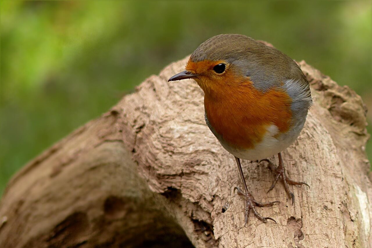 The Chucao in Patagonia: A Symbol of Native Wildlife