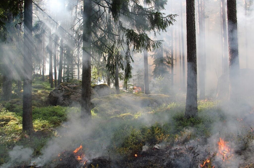 Bosque patagónico afectado por incendios