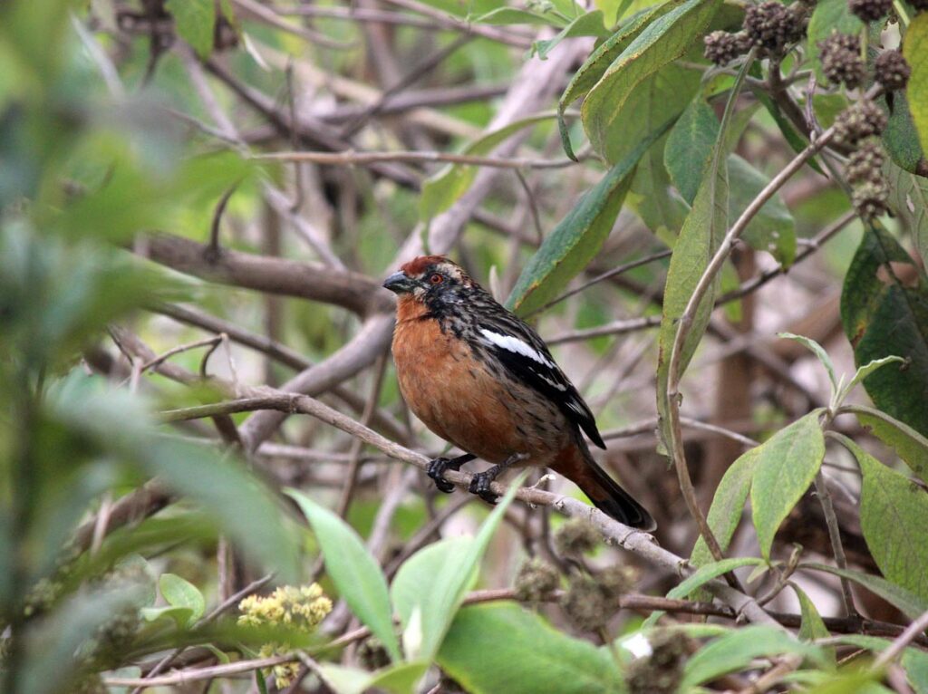 Female loica in its habitat