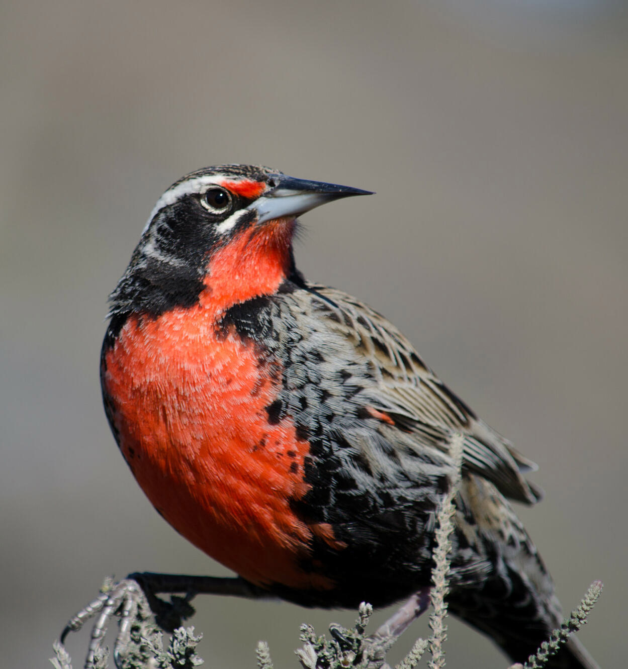 Loica: Habitat, Behavior, and Conservation