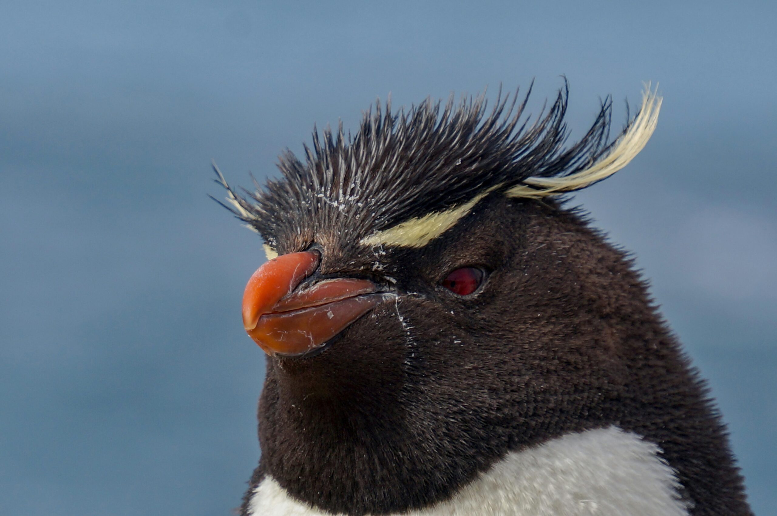 Discover everything about the yellow-crested penguin in Patagonia: characteristics, habitat, and behavior.