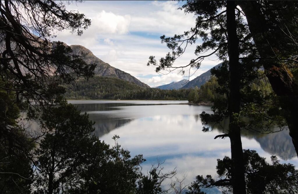 Lake with Chilean Cedar trees - Austrocedrus chilensis