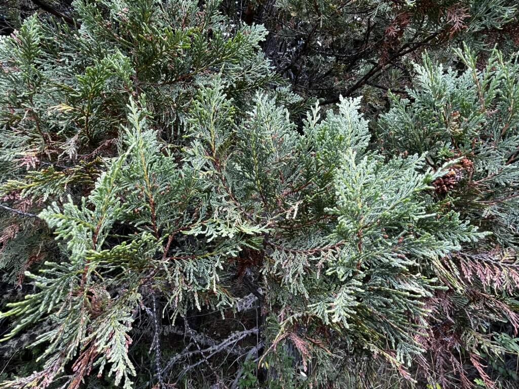 Hojas del cipres de la Cordillera - Austrocedrus Chilensis