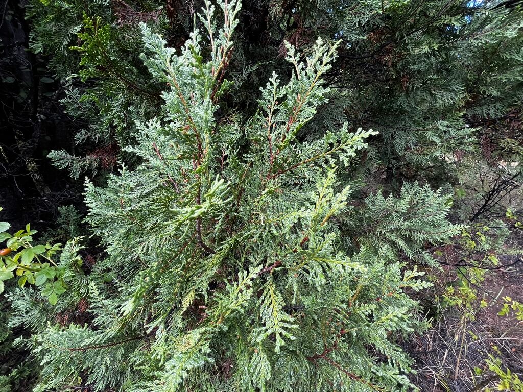 Hojas del cipres de la Cordillera - Austrocedrus Chilensis