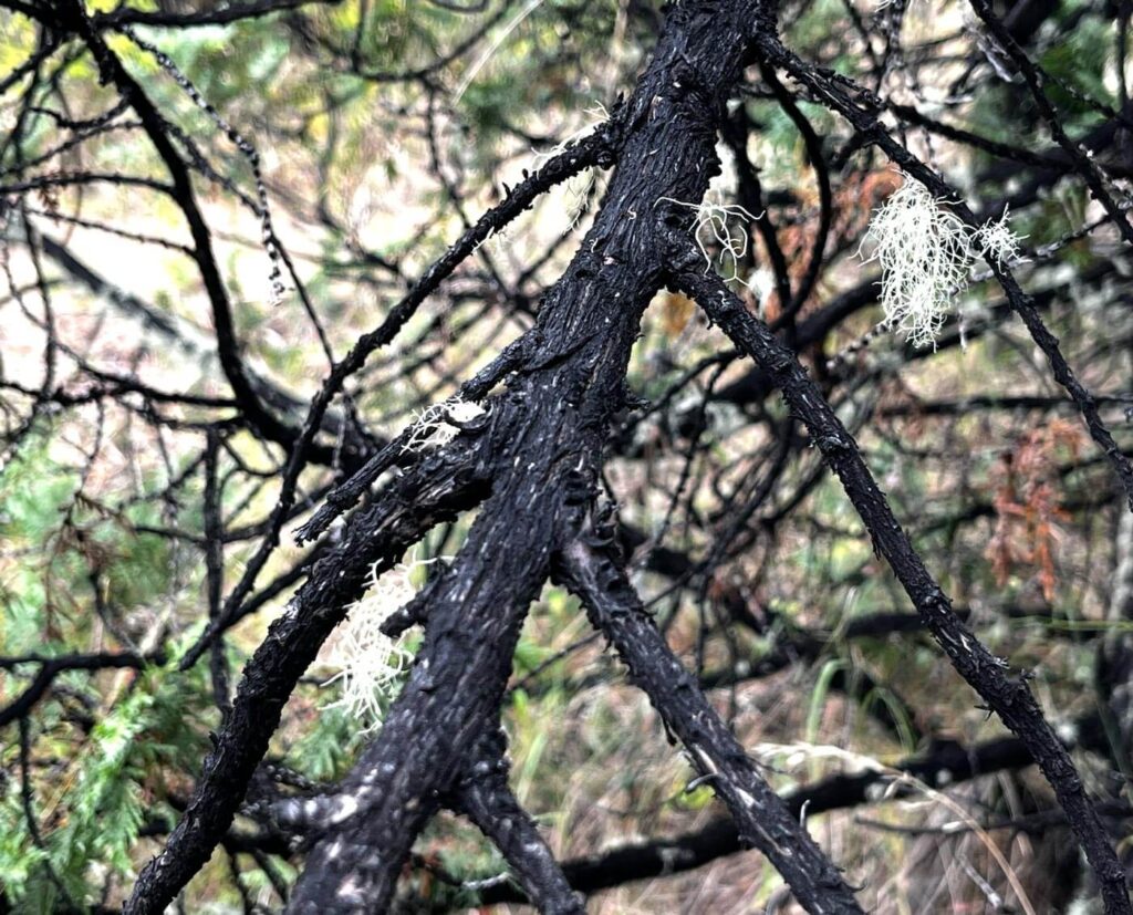 Hongo negro del Cipres de la Cordillera
