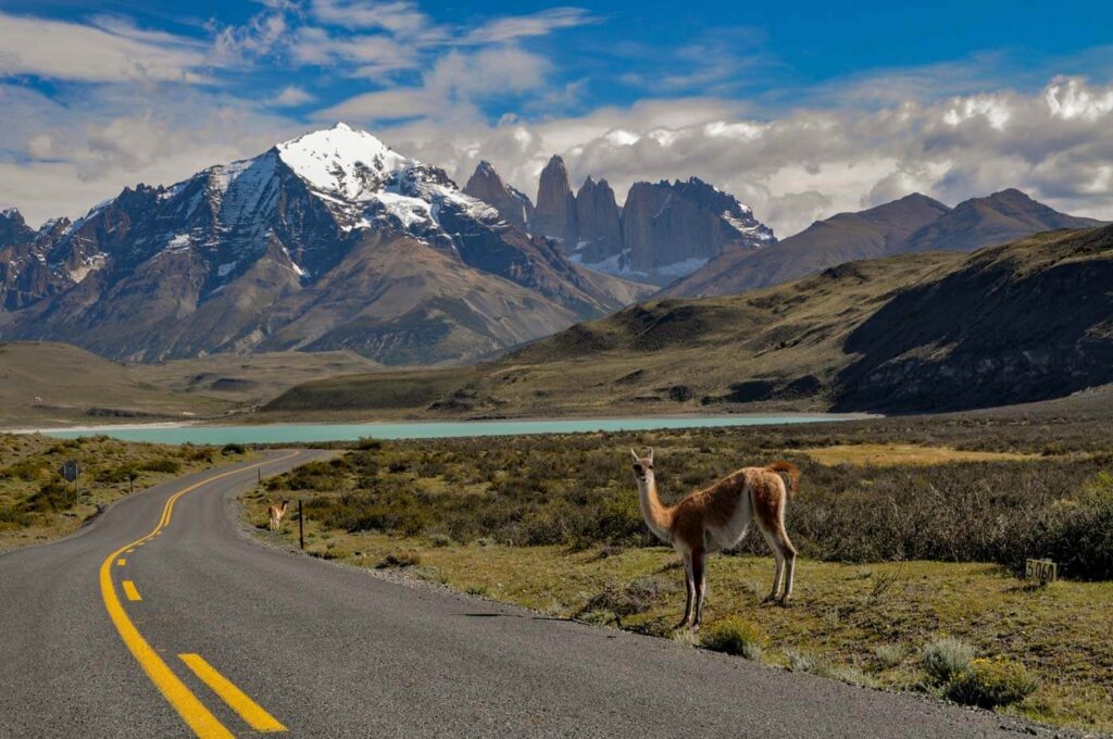 Guanaco in Torres del Paine Chile