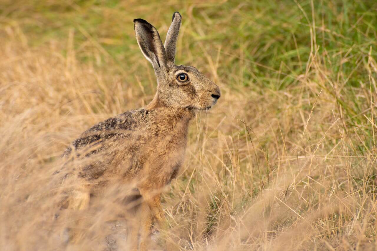European Hare: History, Impact and Facts