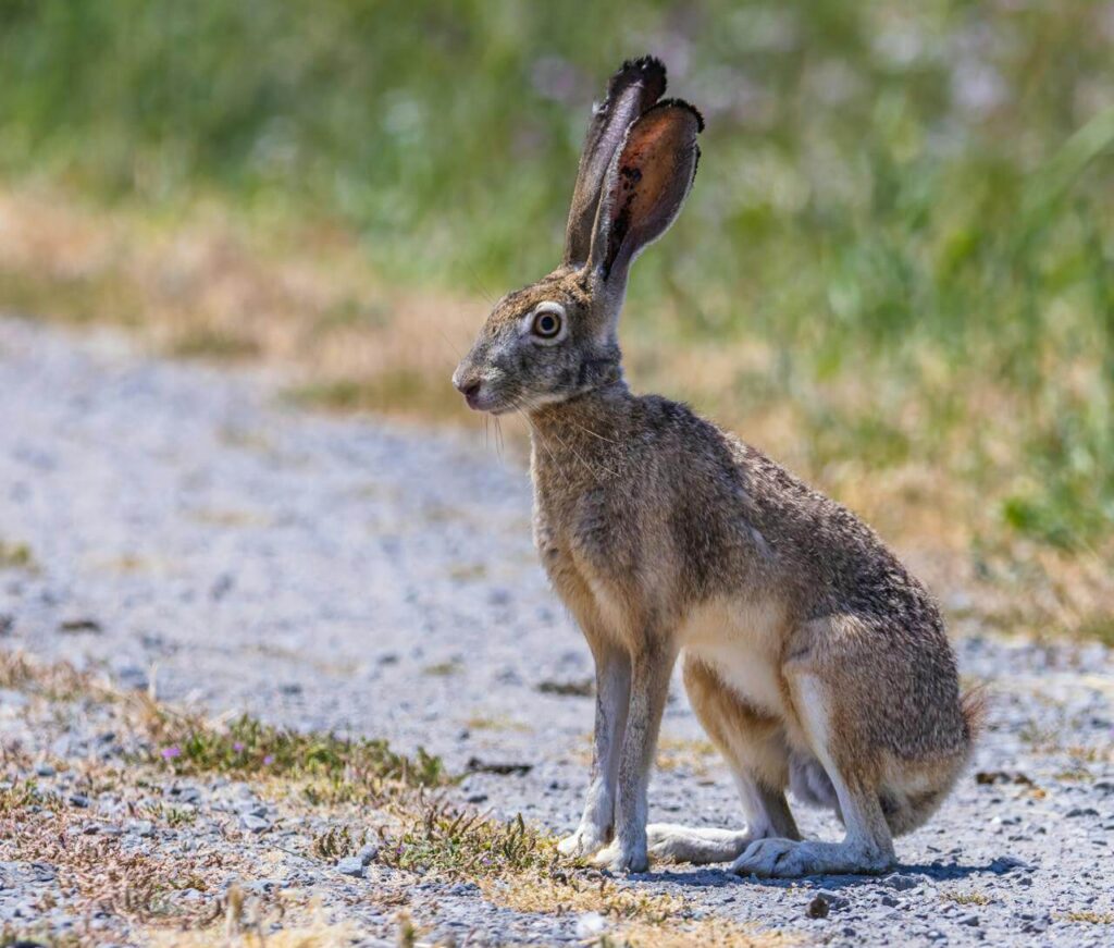Liebre Europea en la Patagonia